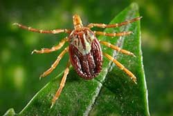 Photo of American Dog Tick