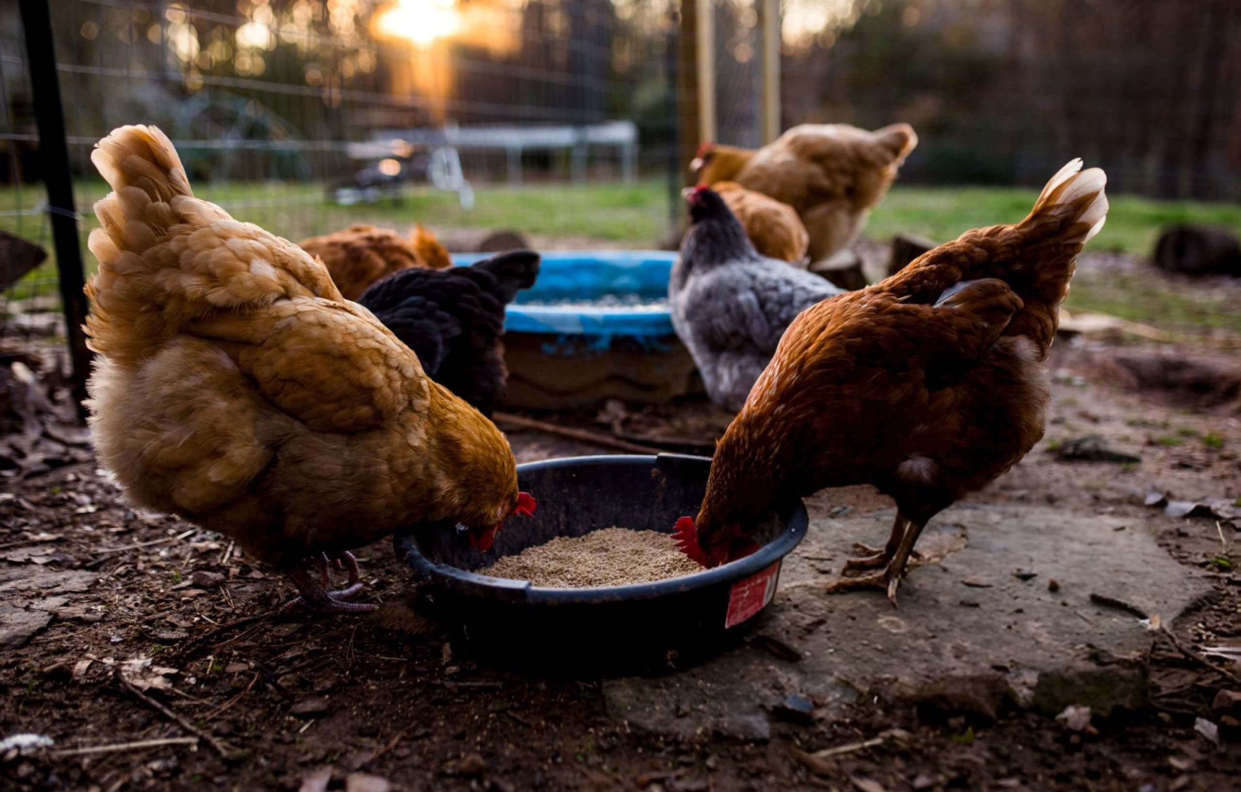 photo of chickens eating