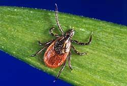 Photo of American Dog Tick