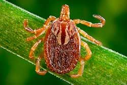 Photo of American Dog Tick