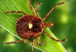 Photo of American Dog Tick