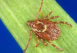 Photo of American Dog Tick