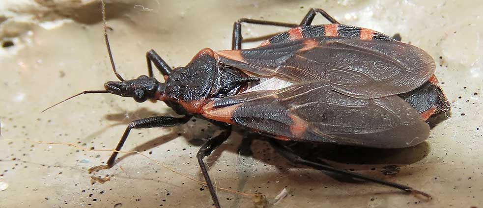 kissing bug