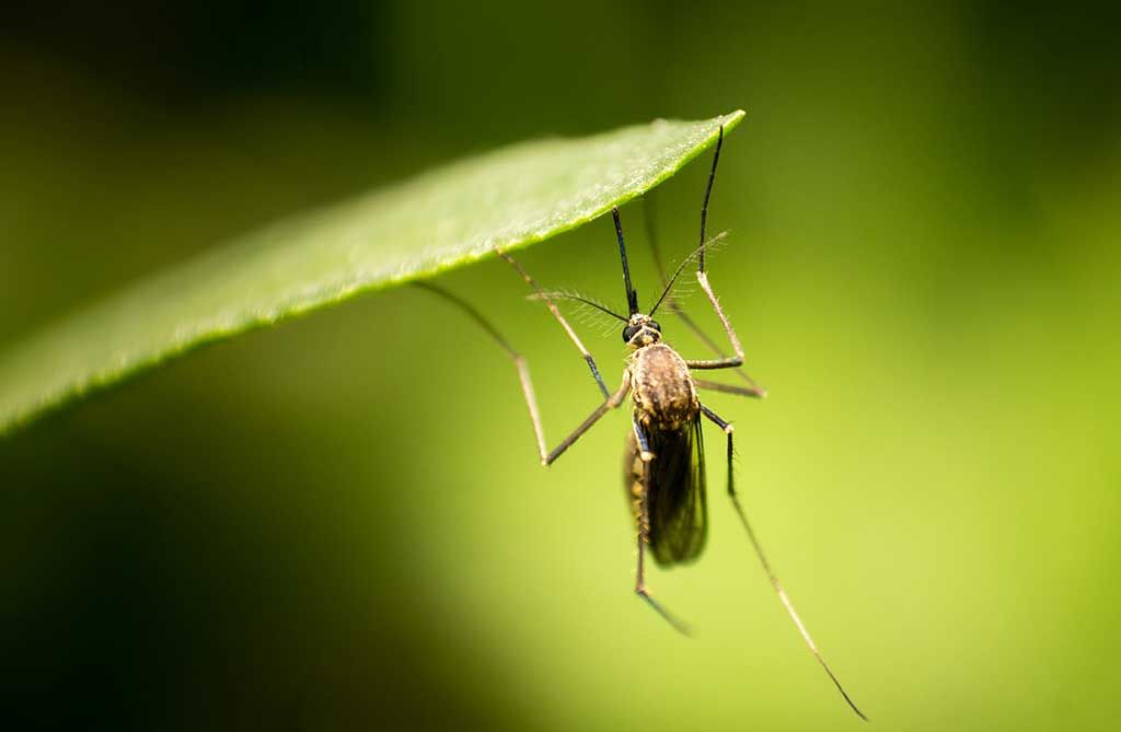 mosquito on a leaf