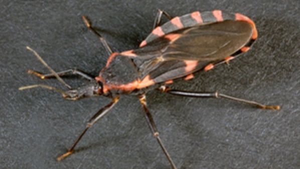 kissing bug