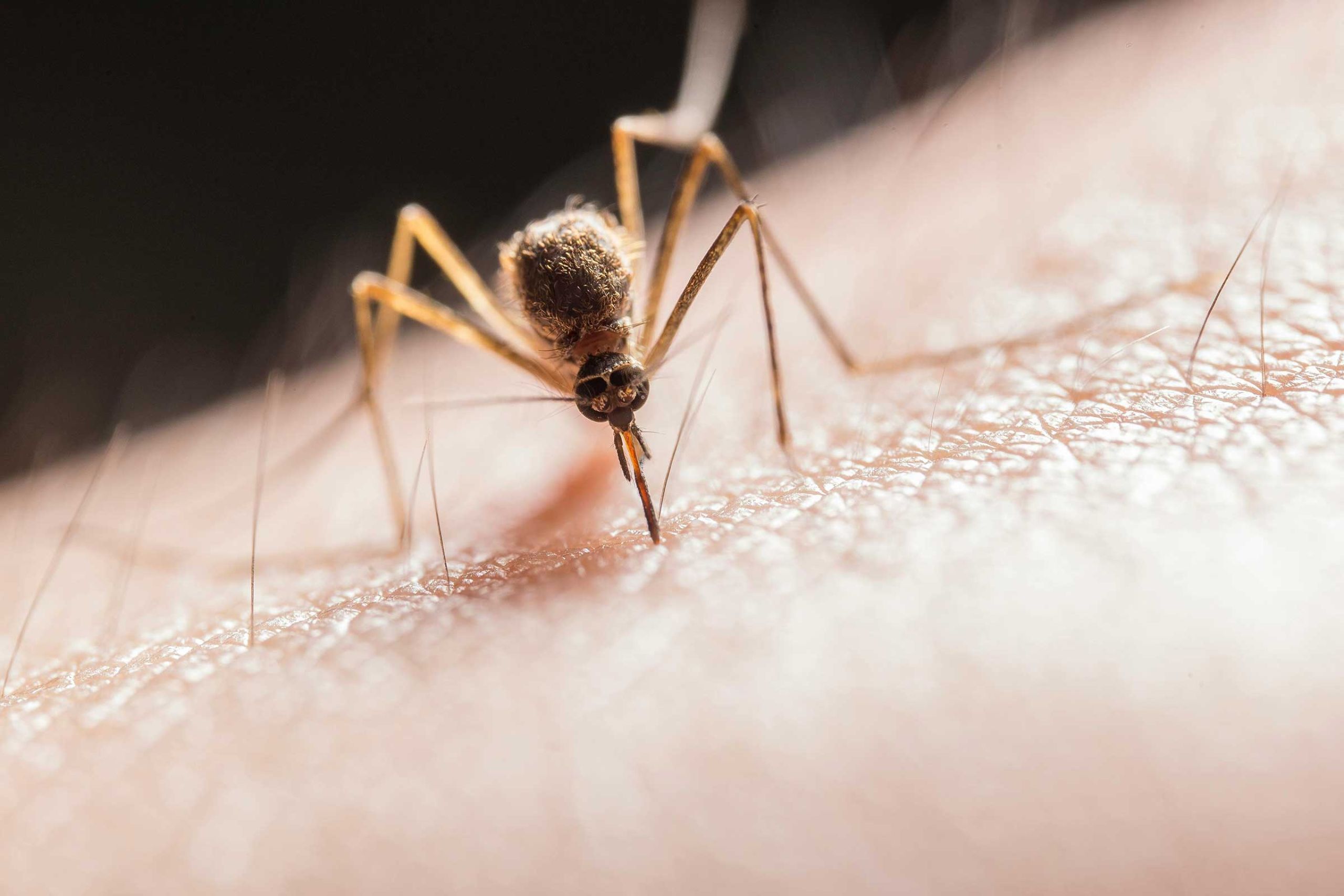 photo of a mosquito sitting on a skin and biting