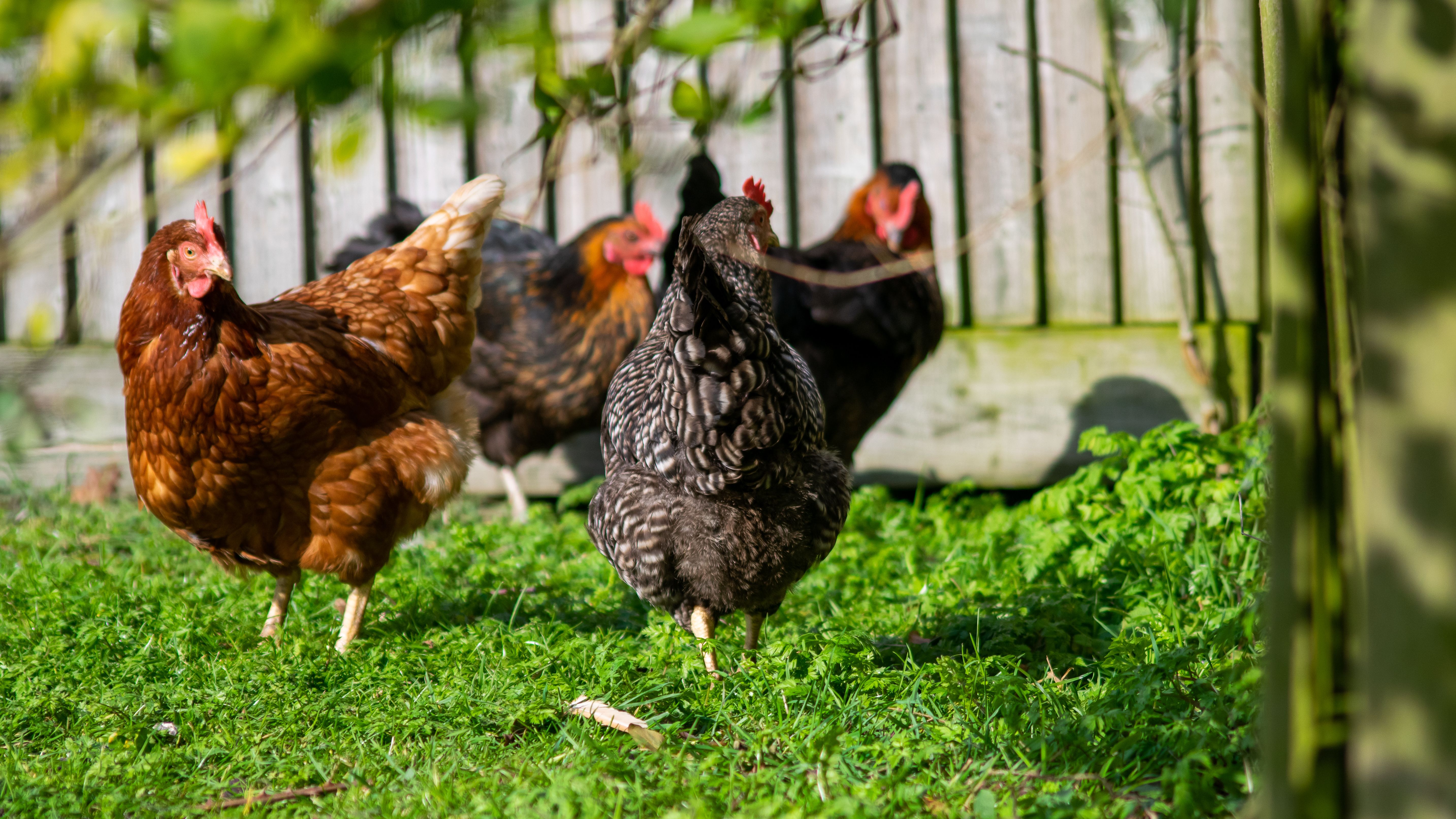 group of chickens