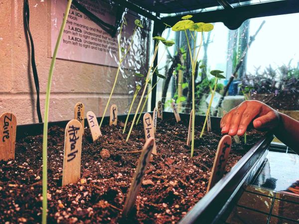 farm seeds growing
