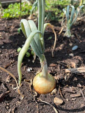 onion growing from the soil